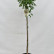 Ulmus parvifolia ‘Geisha’ - 60 standard