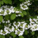 Viburnum plicatum ‘Watanabe‘ - 80 Stamm