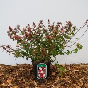 Abelia grandiflora ‘Sherwood’ - 25-30