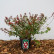 Abelia grandiflora ‘Sherwood’ - 25-30