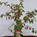 Acer conspicuum ‘Red Flamingo‘ - 80-100