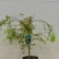 Acer palmatum ‘Emerald Lace’ - 60-80