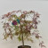 Acer palmatum ‘Inaba-shidare‘ - 50-60