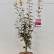 Acer palmatum ‘Skeeter’s Broom‘ - 80-100