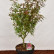 Acer palmatum ‘Shaina’ - 60-80