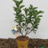 Amelanchier alnifolia ‘Saskatoon Berry’ ® - 40-50