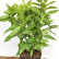 Aucuba japonica ‘Variegata‘ - 50-60