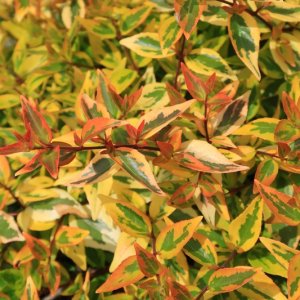 Abelia grandiflora ‘Kaleidoscope’ ® - 20-25