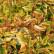 Abelia grandiflora ‘Kaleidoscope’ ® - 20-25