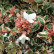 Abelia grandiflora Magic Daydream - 25-30