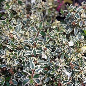 Abelia grandiflora ‘Conti’ (Confetti) - 25-30