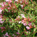 Abelia grandiflora ‘Edward Goucher‘ - 25-30