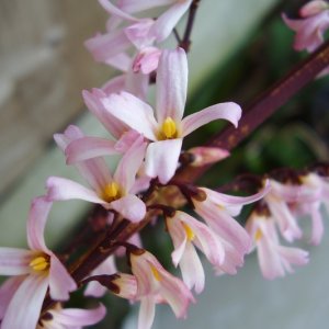 Abeliophyllum distichum ‘Roseum’ - 40-50
