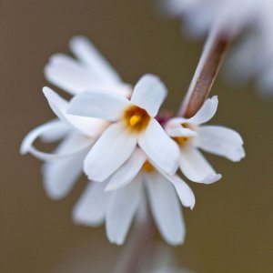 Abeliophyllum distichum - 50-60