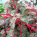 Acer conspicuum ‘Red Flamingo’ - 40-50
