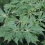 Acer japonicum ‘Aconitifolium’ - 40-50