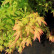 Acer palmatum ‘Bi-hoo‘ - 60-80