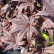 Acer palmatum ‘Bloodgood‘ - 100-125