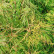 Acer palmatum ‘Dissectum’ - 60-80