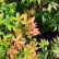 Acer palmatum ‘Osakazuki’ - 60-80