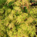 Acer palmatum ‘Seiryu’ - 50-60