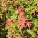 Acer palmatum ‘Wilson’s Pink Dwarf’ - 30-40