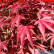 Acer palmatum ‘Atropurpureum’ - 125-150
