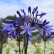 Agapanthus ‘Dr Brouwer’ - 30-40
