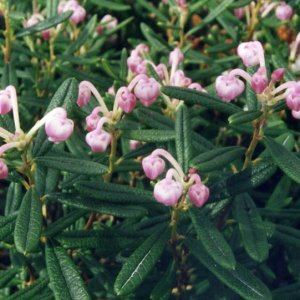 Andromeda polifolia ‘Compacta’ - 20-25