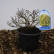 Berberis thunbergii ‘Tiny Gold’ - 20-25