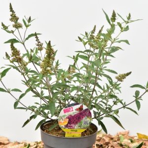 Buddleja ‘Buzz Wine’ - 30-40