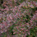 Berberis thunbergii ‘Atropurpurea Nana‘ - 20-25
