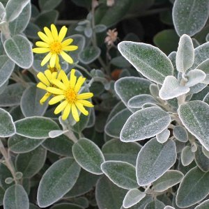 Brachyglottis ‘Sunshine’ - 25-30