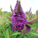Buddleja davidii Butterfly Candy Little Purple® - 25-30