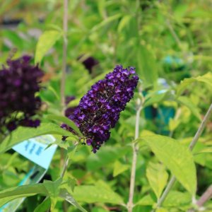 Buddleja davidii ‘Magda’s Gold Knight’ - 40-50