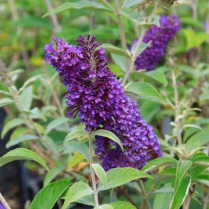 Buddleja davidii ‘Psychedelic Sky’ - 25-30