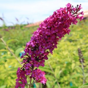 Buddleja davidii ‘Royal Red’ - 80-100