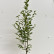 Carpinus betulus ‘Fastigiata’ - 125-150