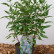 Caryopteris clandonensis Grand Bleu ® - 30-40