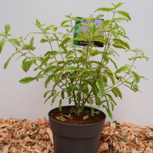 Caryopteris clandonensis ‘Summer Sorbet’ - 30-40
