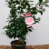 Camellia japonica in Sorten / Farben - 60-80