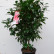 Camellia japonica in Sorten / Farben - 80-100