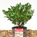 Camellia sasanqua in varieties / colours - 40-50