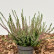 Calluna vulgaris ‘Beauty Ladies‘ in Sorten - Lfb.