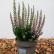Calluna vulgaris ‘Beauty Ladies‘ in Sorten - Lfb.