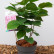 Cercis chinensis - 50-60