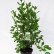 Clethra alnifolia ‘Pink Spire‘ - 50-60