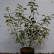 Cornus alba ‘Sibirica Variegata‘ - 60-80