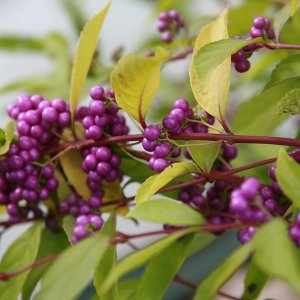 Callicarpa bodinieri ‘Profusion’ - 60-80