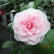 Camellia japonica ‘Bonomiana‘ - 60-70